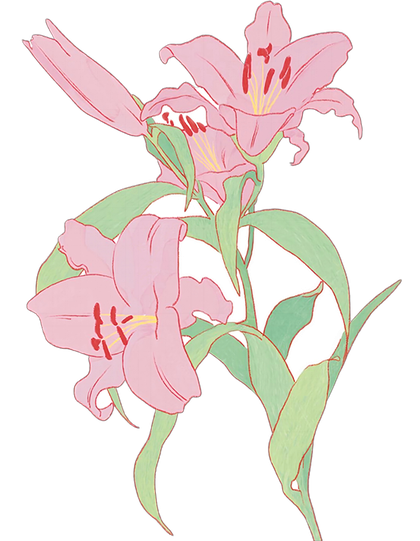 粉色百合插画