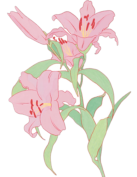 粉色百合插画